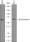 Galactosidase Beta 1 antibody, MAB6464, R&D Systems, Western Blot image 