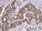 Autophagy Related 16 Like 1 antibody, GTX129098, GeneTex, Immunohistochemistry paraffin image 