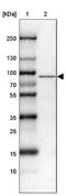 HBS1 Like Translational GTPase antibody, NBP1-85124, Novus Biologicals, Western Blot image 