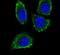 Matrix Metallopeptidase 12 antibody, PA5-13181, Invitrogen Antibodies, Immunofluorescence image 