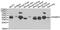 Receptor Activity Modifying Protein 3 antibody, PA5-76999, Invitrogen Antibodies, Western Blot image 