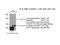 Survival Of Motor Neuron 2, Centromeric antibody, 20451-1-AP, Proteintech Group, Immunoprecipitation image 