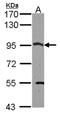 Cold Shock Domain Containing E1 antibody, orb69748, Biorbyt, Western Blot image 