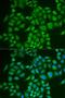 OFQ antibody, MBS129715, MyBioSource, Immunofluorescence image 