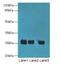 Chromosome 10 Open Reading Frame 82 antibody, LS-C399782, Lifespan Biosciences, Western Blot image 