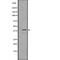 Lysophosphatidic Acid Receptor 1 antibody, abx147489, Abbexa, Western Blot image 