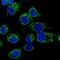 Lon Peptidase 1, Mitochondrial antibody, A03808-2, Boster Biological Technology, Immunofluorescence image 