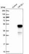 Crystallin Zeta Like 1 antibody, PA5-56131, Invitrogen Antibodies, Western Blot image 