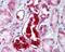 Autophagy Related 5 antibody, NBP2-24389, Novus Biologicals, Immunohistochemistry frozen image 