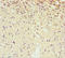 Secernin 2 antibody, LS-C676463, Lifespan Biosciences, Immunohistochemistry paraffin image 