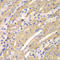 ERGIC And Golgi 2 antibody, LS-C349092, Lifespan Biosciences, Immunohistochemistry paraffin image 