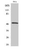 Secretin Receptor antibody, A08363, Boster Biological Technology, Western Blot image 