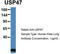 Ubiquitin Specific Peptidase 47 antibody, TA342576, Origene, Western Blot image 