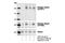 TSC Complex Subunit 2 antibody, 3614S, Cell Signaling Technology, Western Blot image 