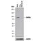 Signal Transducer And Activator Of Transcription 5B antibody, MAB1584, R&D Systems, Western Blot image 