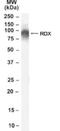 Radixin antibody, NB100-41100, Novus Biologicals, Western Blot image 