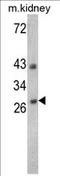 Endonuclease G antibody, AP17329PU-N, Origene, Western Blot image 