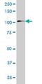 Zinc Finger And SCAN Domain Containing 20 antibody, MA5-20253, Invitrogen Antibodies, Western Blot image 