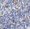 CD86 antibody, 8681, ProSci, Immunohistochemistry paraffin image 