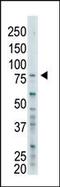 BRCA1 Associated Protein 1 antibody, PA5-12062, Invitrogen Antibodies, Western Blot image 