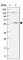 Dynein Cytoplasmic 1 Light Intermediate Chain 1 antibody, HPA035013, Atlas Antibodies, Western Blot image 