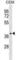 Protein NDRG4 antibody, abx029274, Abbexa, Western Blot image 