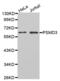 Proteasome 26S Subunit, Non-ATPase 3 antibody, abx002094, Abbexa, Western Blot image 
