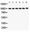 Sim antibody, PA5-80079, Invitrogen Antibodies, Western Blot image 