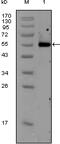 Calreticulin antibody, 32-126, ProSci, Western Blot image 