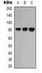 Leucine Rich Repeat Containing 41 antibody, orb339039, Biorbyt, Western Blot image 