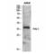 Serpin Family E Member 1 antibody, LS-C385354, Lifespan Biosciences, Western Blot image 