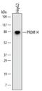 PR/SET Domain 14 antibody, MA5-24292, Invitrogen Antibodies, Western Blot image 