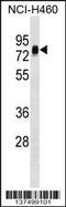 Nucleosome Assembly Protein 1 Like 3 antibody, 59-227, ProSci, Western Blot image 