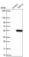 Thyroid Hormone Receptor Interactor 13 antibody, NBP2-38690, Novus Biologicals, Western Blot image 