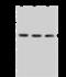 Aprataxin antibody, 203708-T42, Sino Biological, Western Blot image 