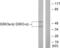 Glycogen Synthase Kinase 3 Alpha antibody, LS-C117523, Lifespan Biosciences, Western Blot image 