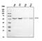 Inosine Monophosphate Dehydrogenase 1 antibody, A03791-1, Boster Biological Technology, Western Blot image 