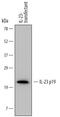 IL-12 antibody, MAB17161, R&D Systems, Western Blot image 