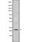 Potassium Calcium-Activated Channel Subfamily M Regulatory Beta Subunit 1 antibody, abx216392, Abbexa, Western Blot image 