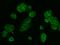 WW Domain Containing Oxidoreductase antibody, GTX02220, GeneTex, Immunocytochemistry image 