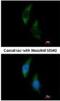 Phenylalanine--tRNA ligase alpha chain antibody, NBP1-33308, Novus Biologicals, Immunocytochemistry image 