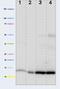 Cytochrome C, Somatic antibody, ab110325, Abcam, Western Blot image 