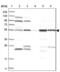 FKBP Prolyl Isomerase 5 antibody, NBP2-33944, Novus Biologicals, Western Blot image 