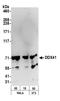 Probable ATP-dependent RNA helicase DDX41 antibody, A301-050A, Bethyl Labs, Western Blot image 