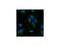 Lipoprotein Lipase antibody, IQ449, Immuquest, Immunofluorescence image 