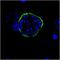 UIS4 antibody, orb11636, Biorbyt, Immunofluorescence image 