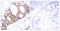 Glycogen Synthase Kinase 3 Alpha antibody, LS-C117368, Lifespan Biosciences, Immunohistochemistry paraffin image 