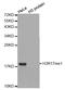 Histone H3 antibody, STJ23966, St John