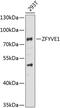 Zinc Finger FYVE-Type Containing 1 antibody, 23-006, ProSci, Western Blot image 