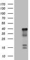 Activating Transcription Factor 1 antibody, LS-C794104, Lifespan Biosciences, Western Blot image 